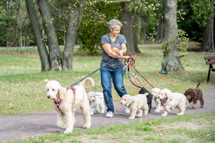 goldendoodle züchter 