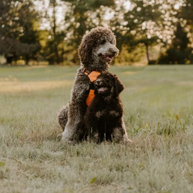 goldendoodle