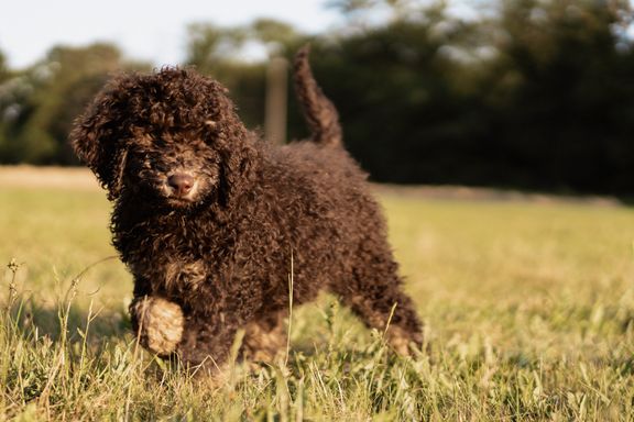 goldendoodle 